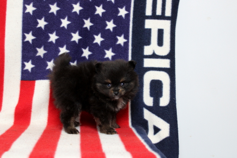 puppy, for, sale, Pomeranian, Matthew B. Stoltzfus, dog, breeder, Gap, PA, dog-breeder, puppy-for-sale, forsale, nearby, find, puppyfind, locator, puppylocator, aca